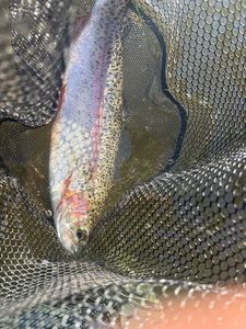 Rainbow Trout