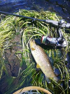 Brown Trout