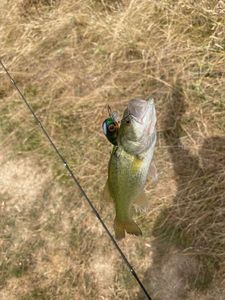 Largemouth Bass