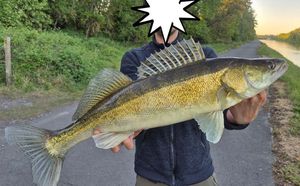 Zander