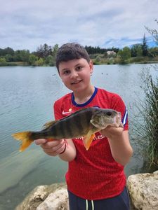 European Perch