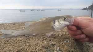 European Bass (Seabass)