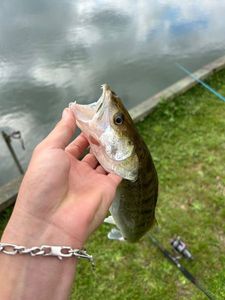 Zander