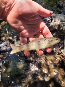 Brown Trout