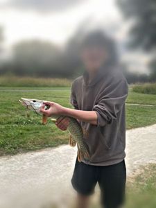 Northern Pike