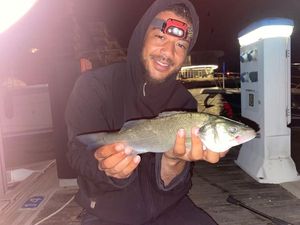 European Bass (Seabass)