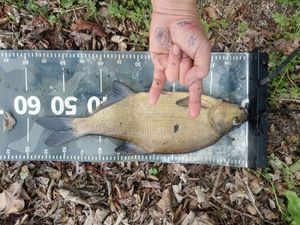 Common Bream
