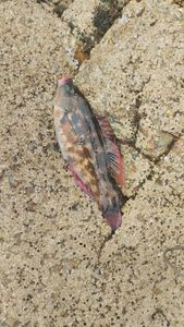 Ballan Wrasse