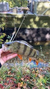 European Perch