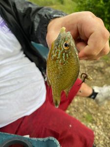 Green Sunfish