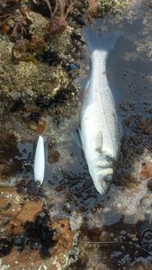 European Bass (Seabass)