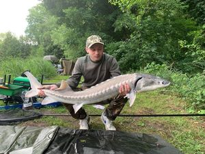 Sturgeon