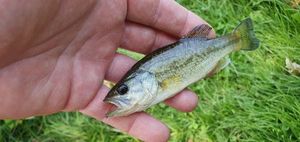 Smallmouth Bass