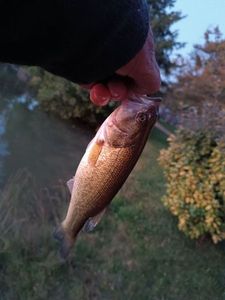 Smallmouth Bass