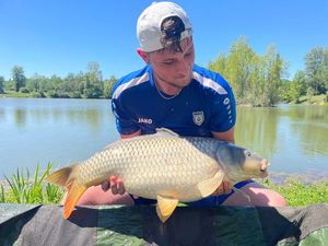 Common Carp