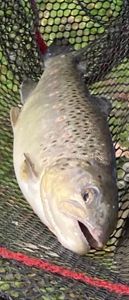 Brown Trout