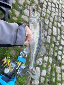 Zander