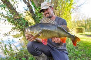 European Perch