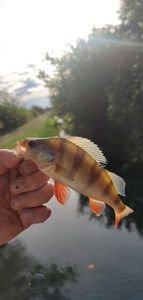 European Perch