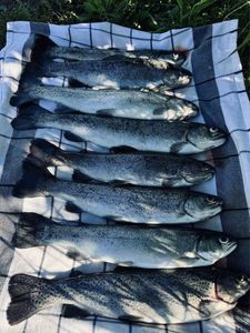 Rainbow Trout