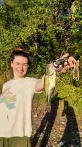 Largemouth Bass
