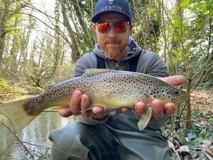 Brown Trout