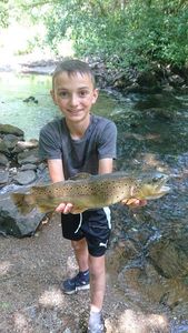Brown Trout