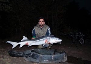 Sturgeon