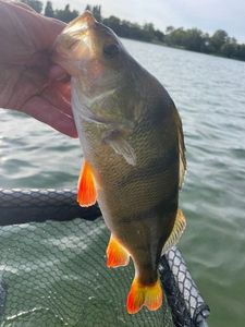 European Perch