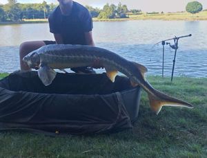 Sturgeon