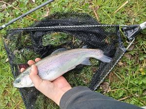 Rainbow Trout