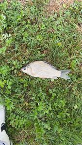 Crucian Carp
