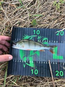 European Perch
