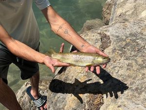 Brown Trout
