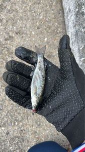 Thicklip Grey Mullet
