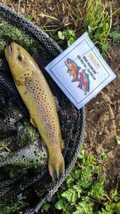 Brown Trout