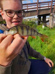 European Perch