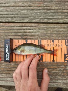 European Perch