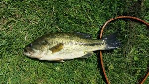 Largemouth Bass