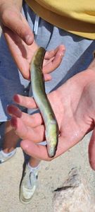 European Eel (Common Eel)