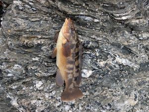 Ballan Wrasse