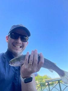 Rainbow Trout