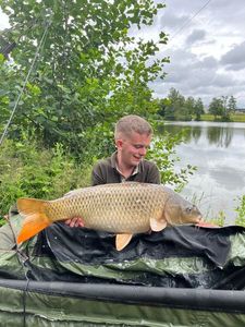 Common Carp