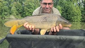 Common Carp