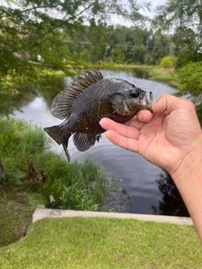 Warmouth
