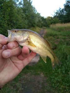 Largemouth Bass