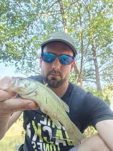 Largemouth Bass