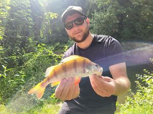 European Perch