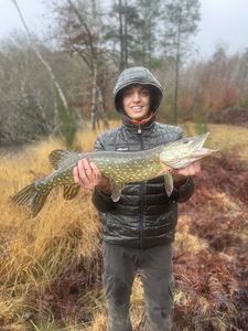 Northern Pike