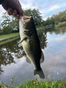 Largemouth Bass